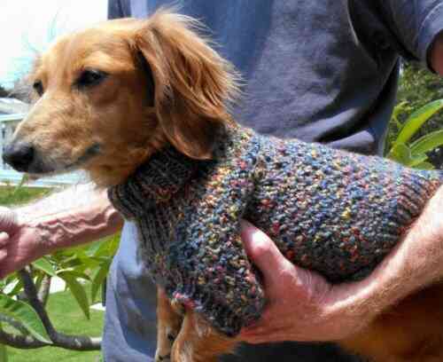 Lena S Cozy Brioche Miniature Dachshund Dog Sweater Knitting Pattern