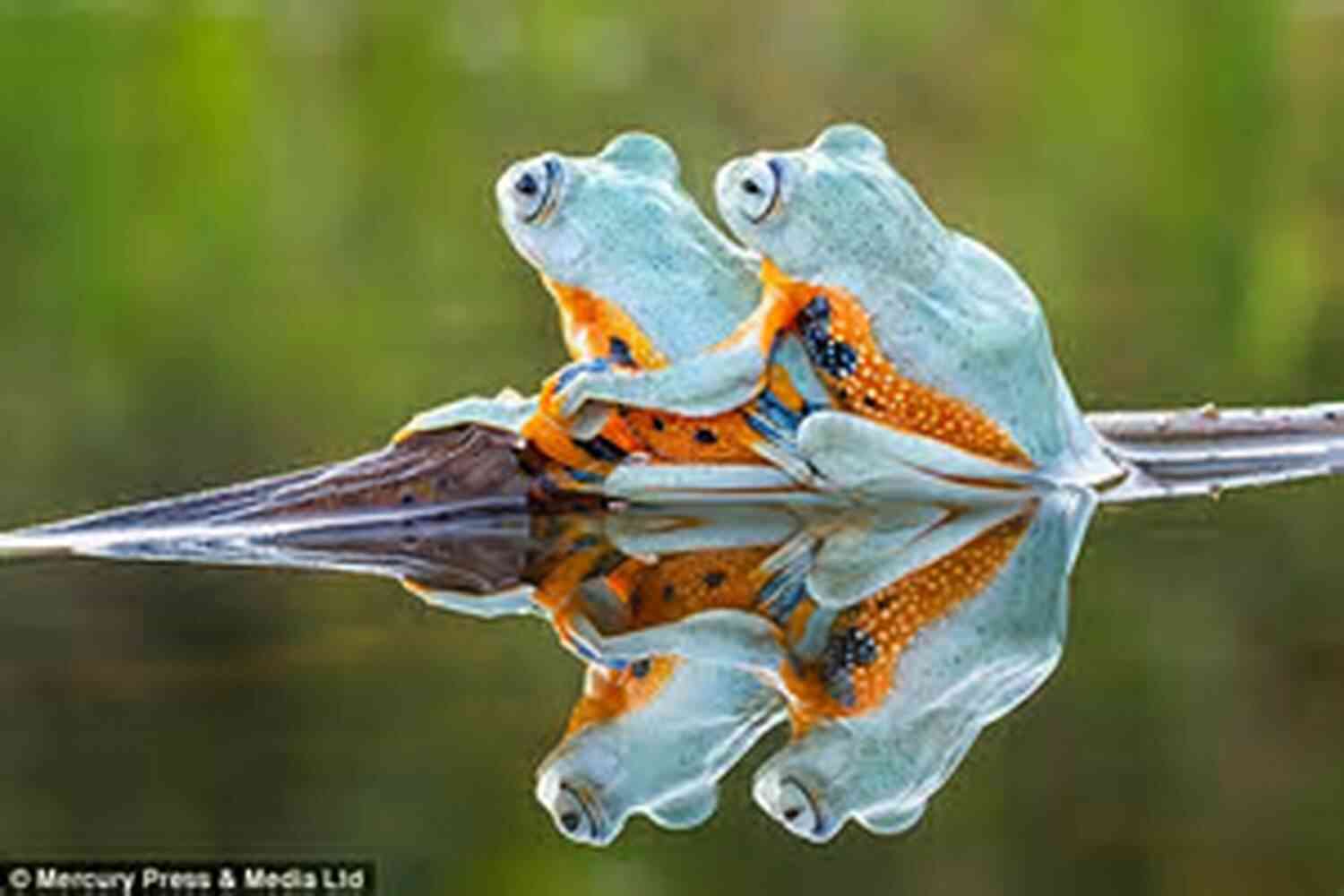 A Handsome Frog Gazing At His Beloved From Across The Pond A Frog He Would A Wooing Go