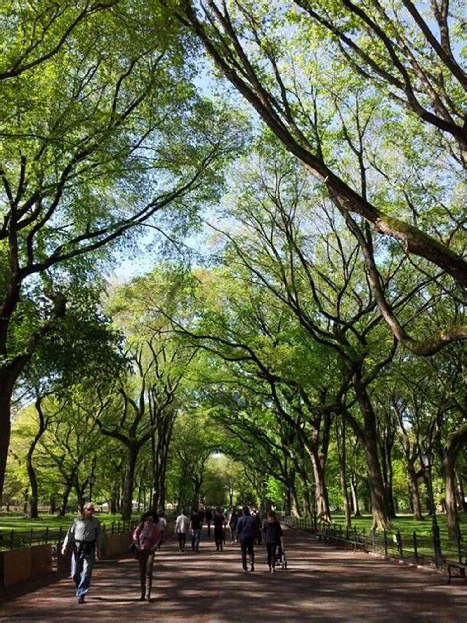 Central Park Exploring The Serenity In The Heart Of NYC One Day In New York (ARKANE 7)