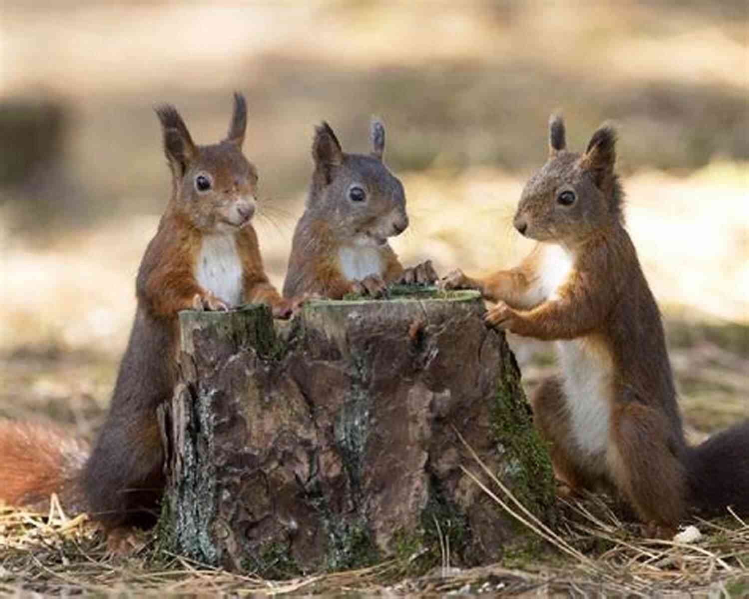 Cute Squirrel Friends On A Tree Branch Life Lessons From My Squirrel Friends