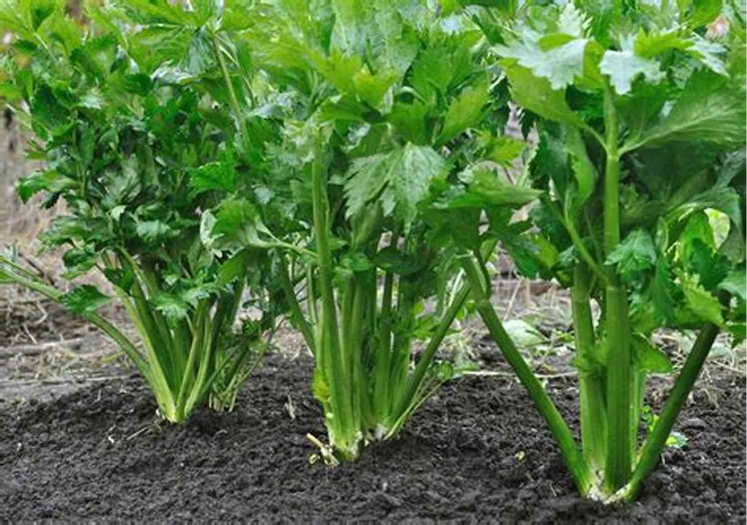 Long Green Celery Plants Growing In A Field Under The Sunny Sky Grow Celery Like A Pro: The Major Steps Involved In The Procedure Of Growing Celery