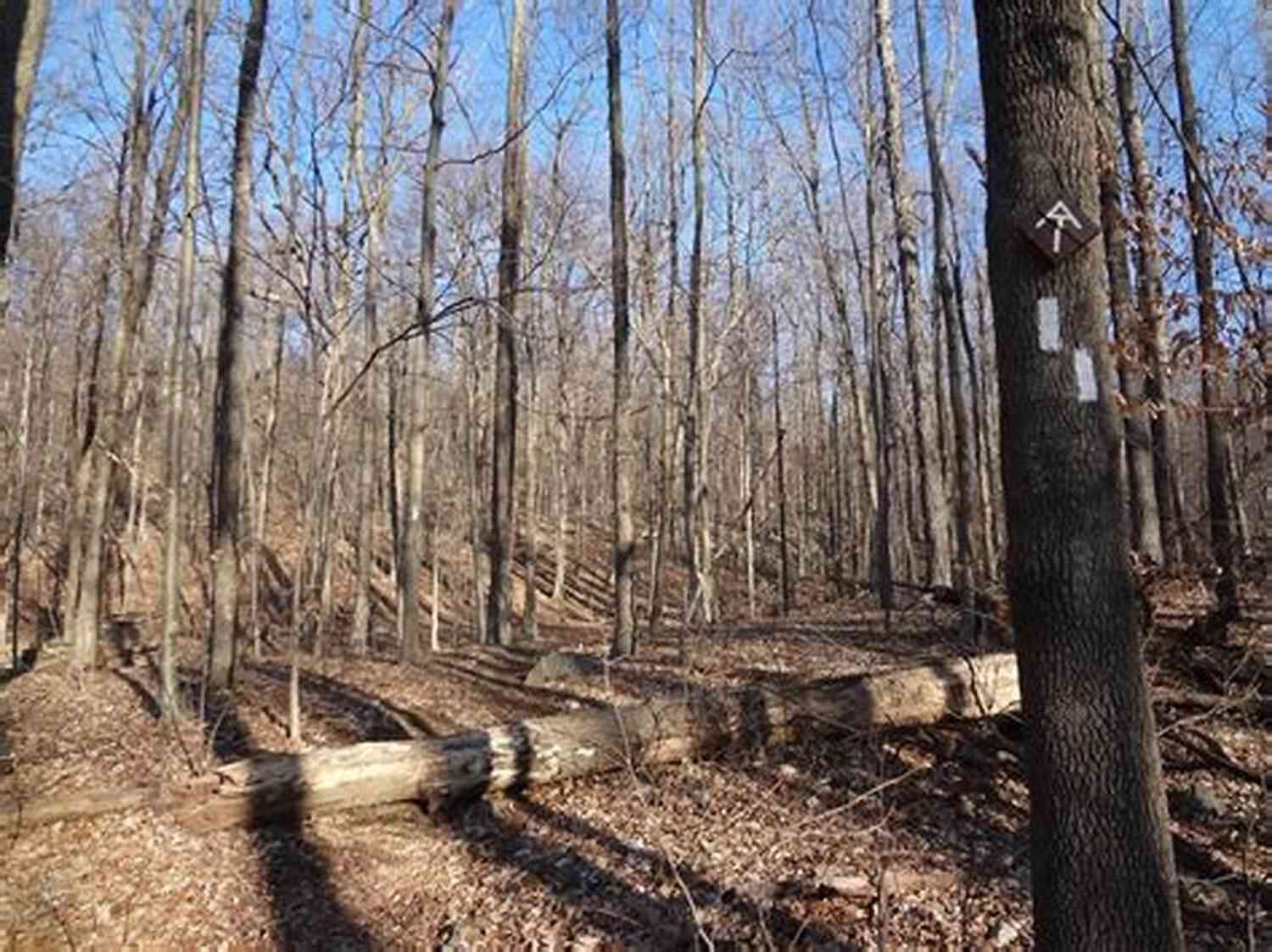 Spotting Wildlife In The Appalachian Trail Always Be Ready For A Close Encounter Appalachian Trail In Pennsylvania Hiking Guide PA 944 To Susquehanna River