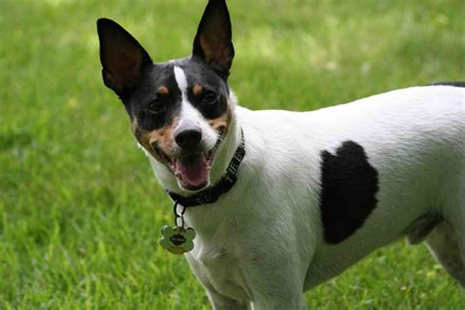 Rat Terrier Dog Rat Terrier Dog Handbook : The Best Guide On Rat Terrier Dog Care Feeding Behavior Enclosures Health Costs Myths Interaction And All Covered